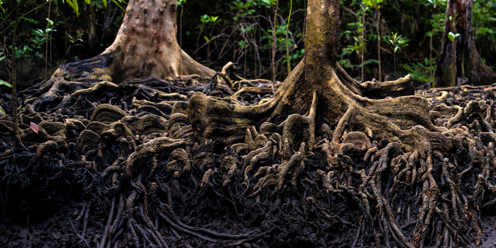 system korzeniowy drzew pielęgnacja larbre wycinka drzew wołomin